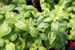 basil-herb