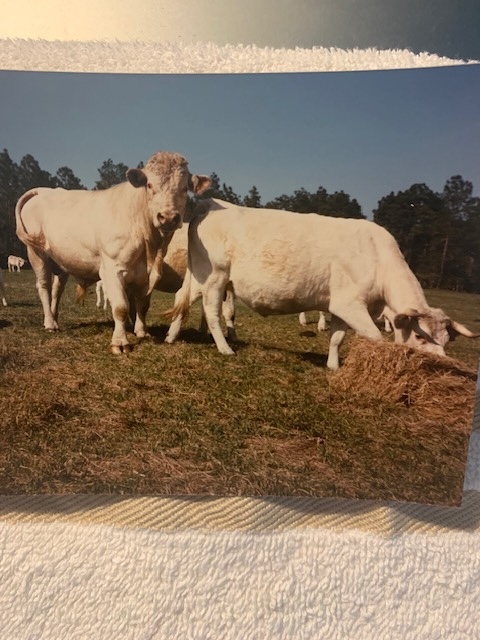 deland ranch cattle
