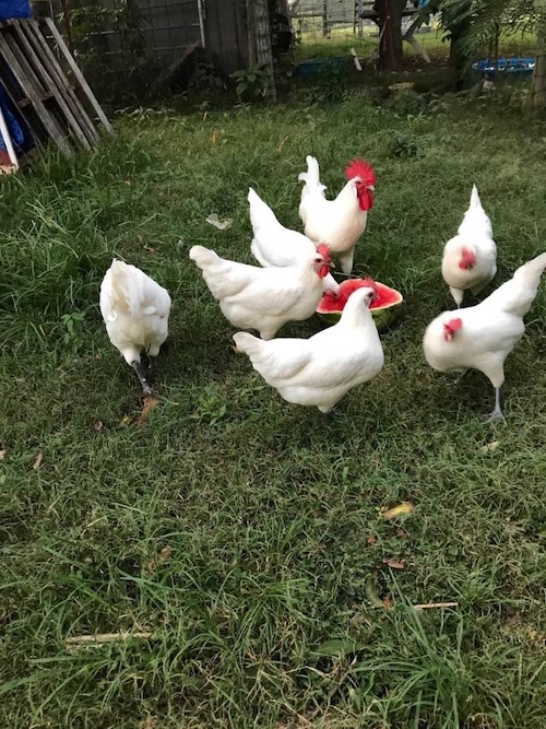 Chickens and watermelon