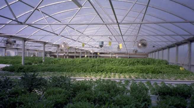 herbs inside the greenhouse