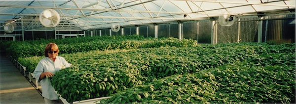 farm-inside-greenhouse