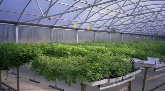 plants growing in greenhouse plants growing in greenhouse